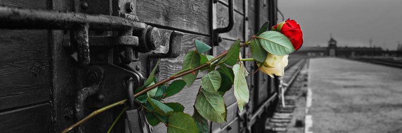rosa su vagone aschwitz