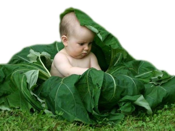 bambino sotto il cavolo